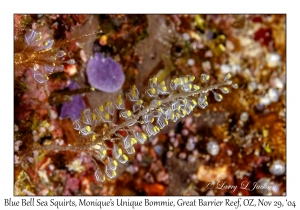 Blue Bell Sea Squirt