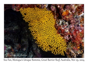 Sea Fan