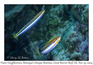 Piano Fangblenny