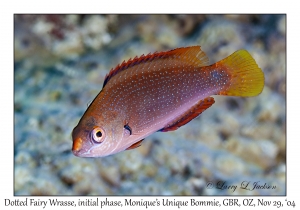 Dotted Fairy Wrasse