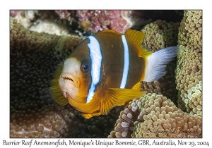 Barrier Reef Anemonefish