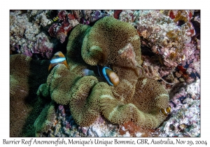 Barrier Reef Anemonefish