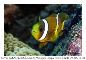 Barrier Reef Anemonefish