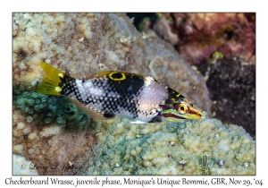 Checkerboard Wrasse