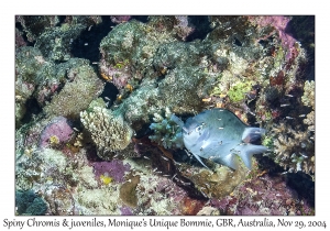 Spiny Chromis & juveniles