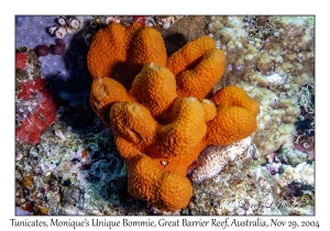 Tunicates