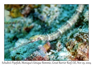 Schultz's Pipefish