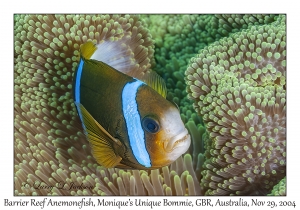 Barrier Reef Anemonefish