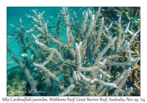 Silty Cardinalfish