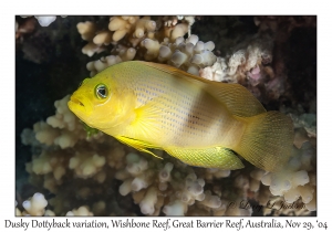 Dusky Dottyback