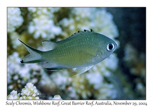 Scaly Chromis