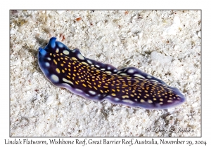 Linda's Flatworm