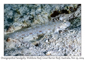 Orangespotted Sandgoby