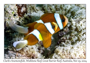 Clark's Anemonefish