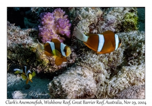 Clark's Anemonefish