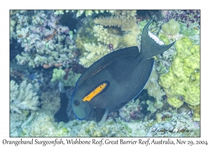 Orangeband Surgeonfish