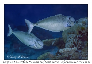 Humpnose Unicornfish