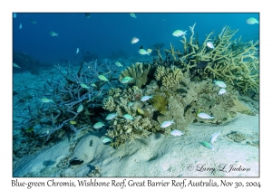 Blue-green Chromis