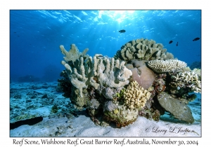 Reef Scene