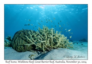 Reef Scene