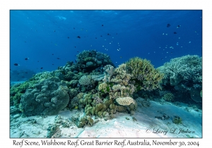 Reef Scene