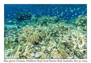 Blue-green Chromis