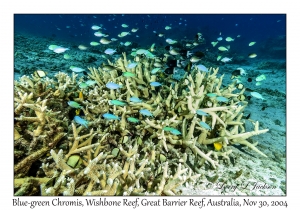 Blue-green Chromis