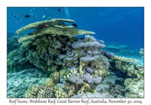 Reef Scene