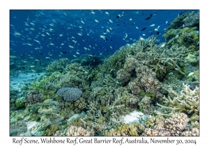 Reef Scene