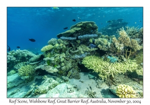 Reef Scene