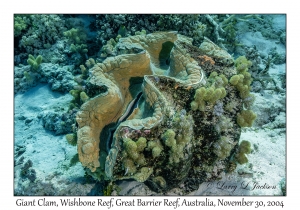 Giant Clam