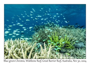 Blue-green Chromis