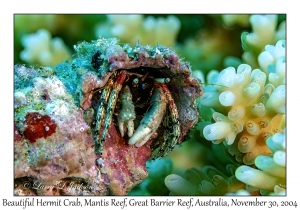 Beautiful Hermit Crab