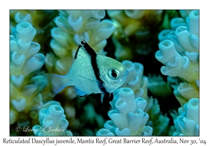 Reticulated Dascyllus