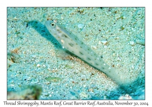 Thread Shrimpgoby