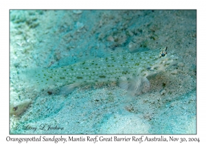 Orangespotted Sandgoby