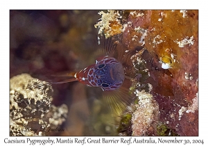 Caesiura Pygmygoby