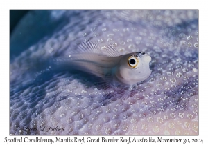 Spotted Coralblenny