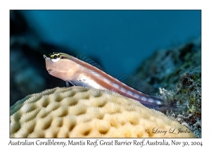 Australian Coralblenny