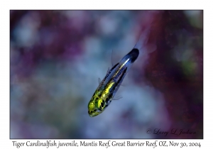 Tiger Cardinalfish