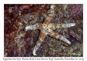 Egyptian Sea Star