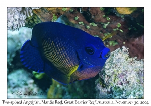 Two-spined Angelfish