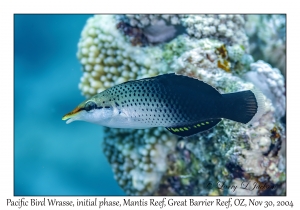 Pacific Bird Wrasse