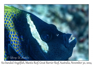 Six-banded Angelfish