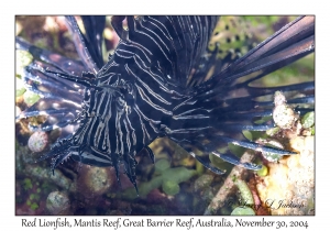 Red Lionfish