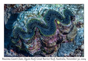 Maxima Giant Clam