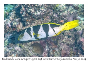 Blacksaddle Coral Grouper