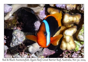 Red & Black Anemonefish