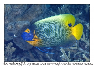 Yellow-mask Angelfish