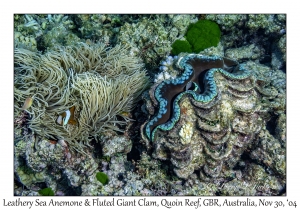 Leathery Sea Anemone & Fluted Giant Clam